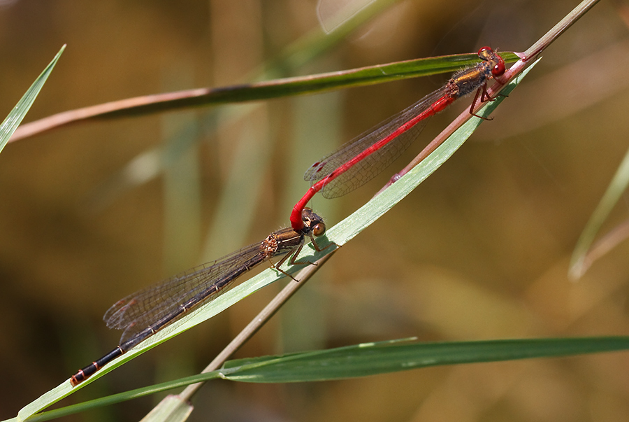 Ceriagrion tenellum tandem con femmina  forma melanogastrum